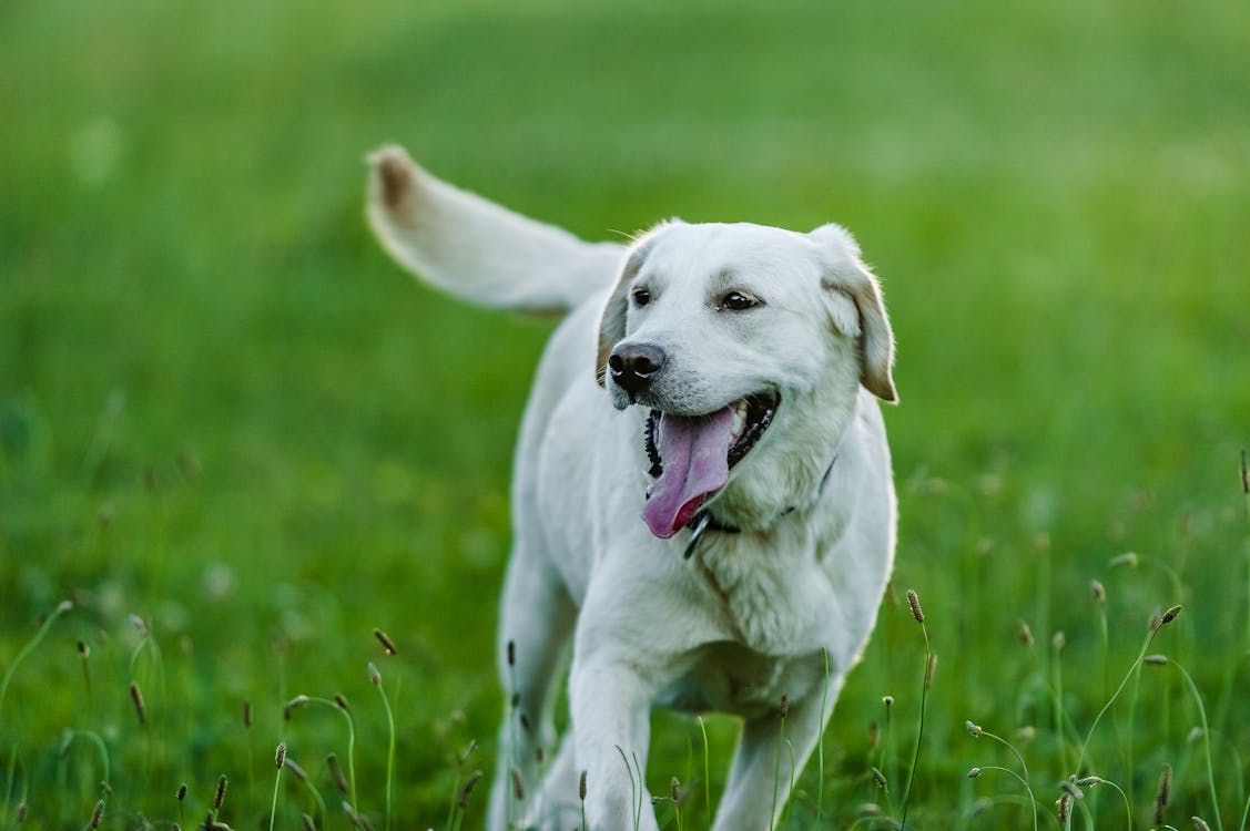 Find the Best Supplements for Your Pet - PetSupplementsIndex